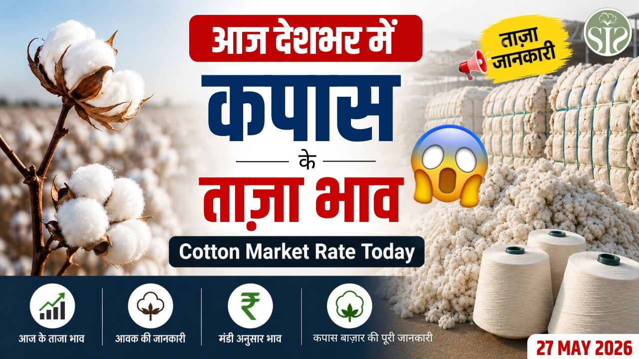 देशभर में कपास के ताज़ा भाव 😱| Cotton rate today